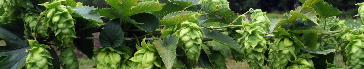 My Homebrewing Journey